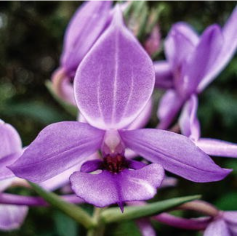 Dark-leafed Calanthe