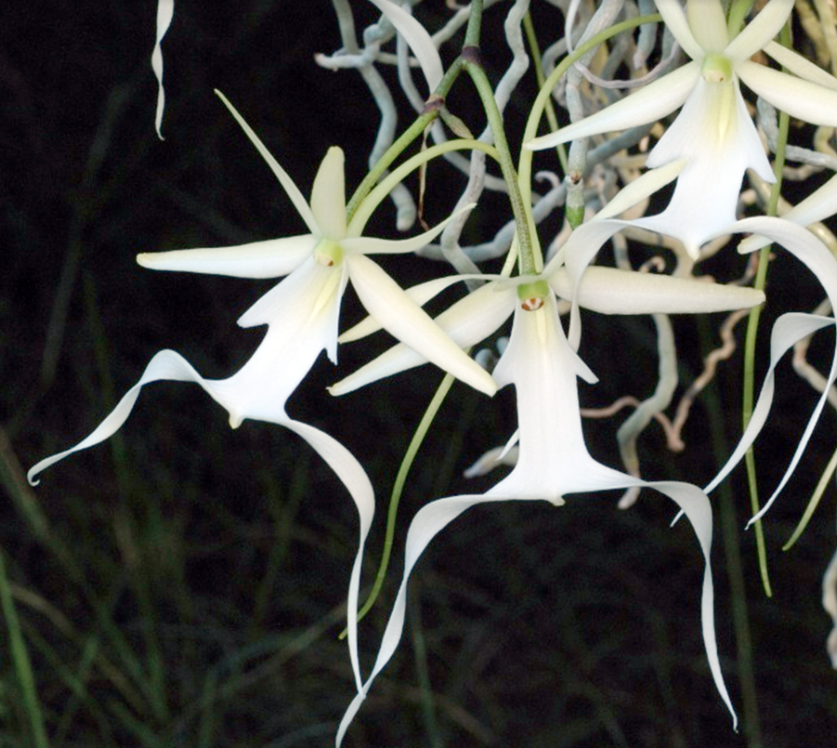 Ghost Orchid