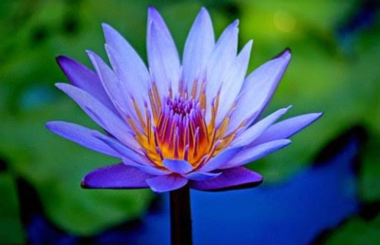 Indian Rare Blue Lotus