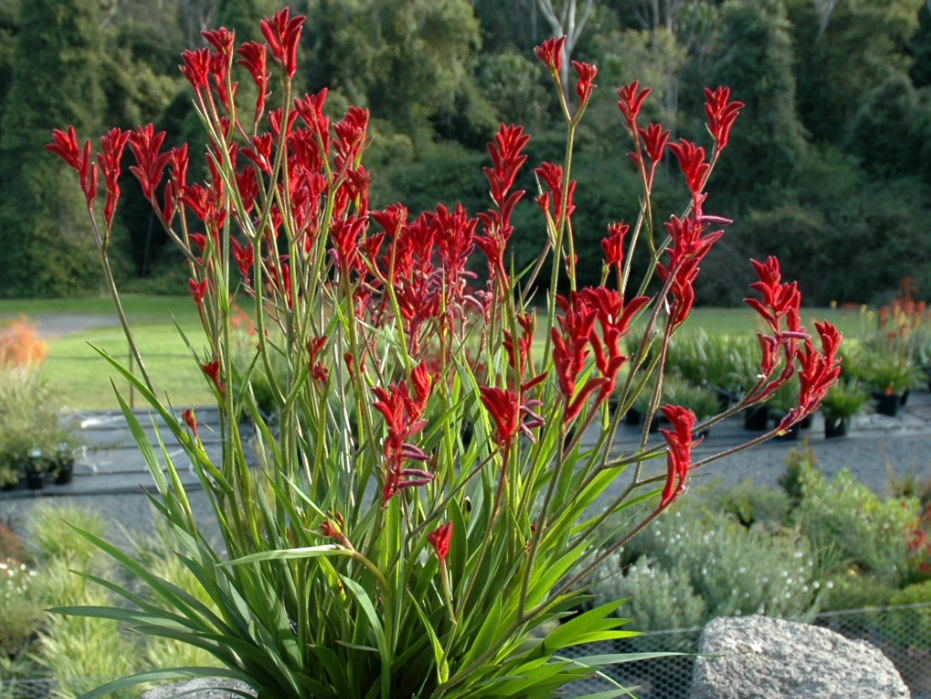 Kangaroo Paw